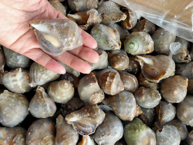 冻海螺熟冻祛脏海螺海鲜贝类批发自助餐专用