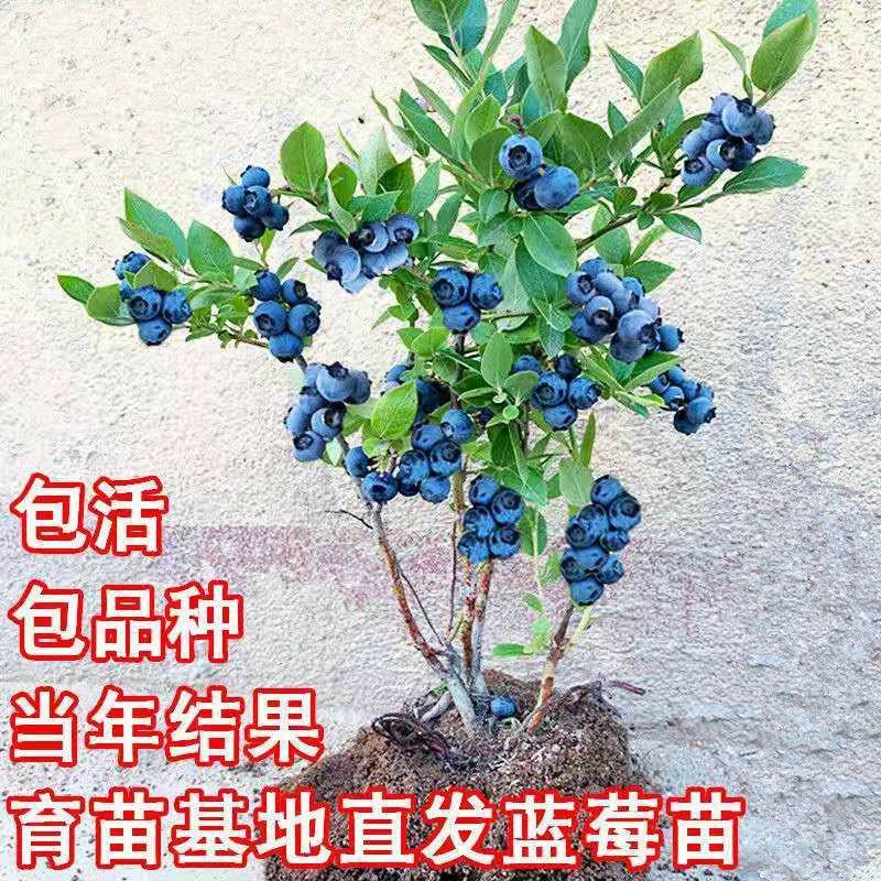 蓝莓树苗盆栽地栽当年结果耐寒耐旱南方北方种植庭院四季果树