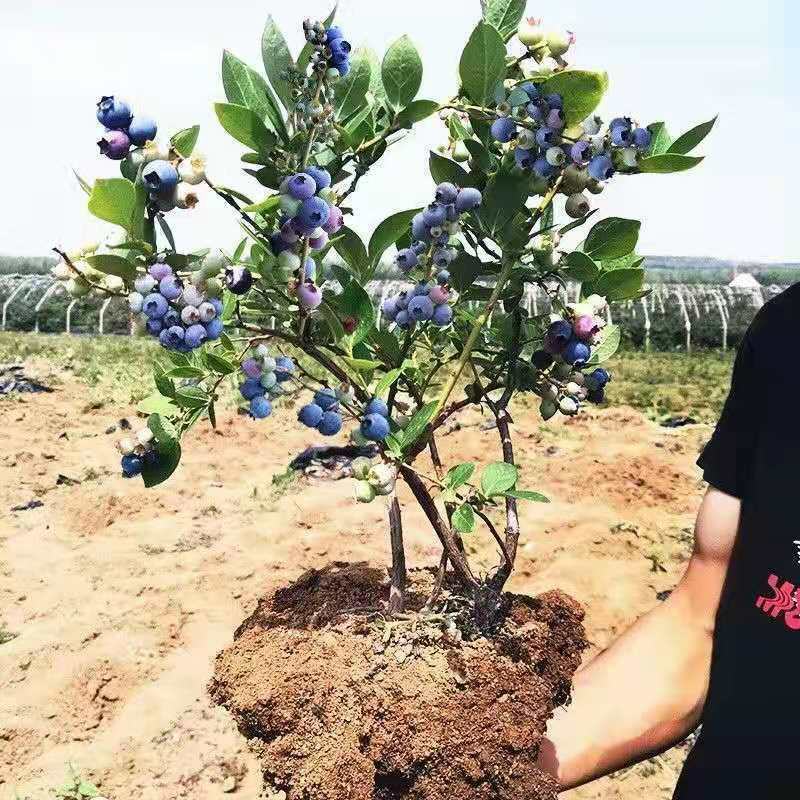 蓝莓树苗盆栽地栽当年结果耐寒耐旱南方北方种植庭院四季果树