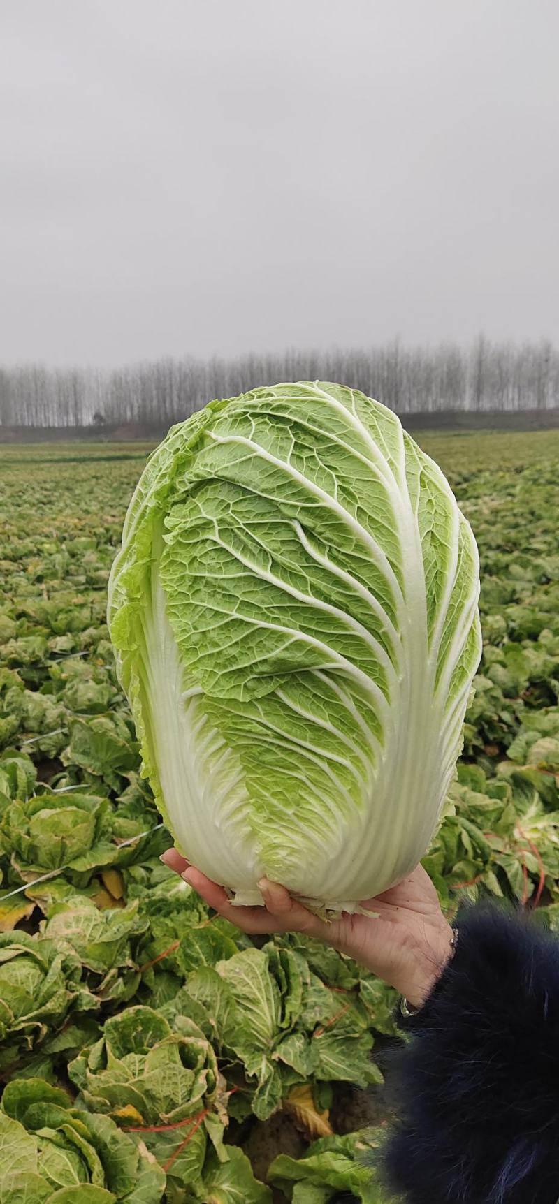 黄心大白菜基地货大量供应中有专业工人质量保证