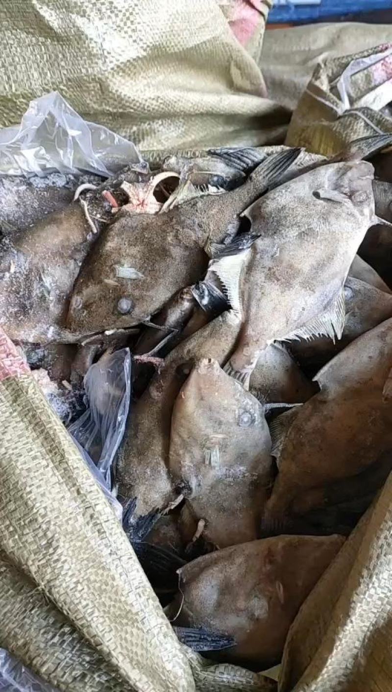 扒皮鱼马面鱼耗儿鱼冻板新鲜都有批发支持线上交易