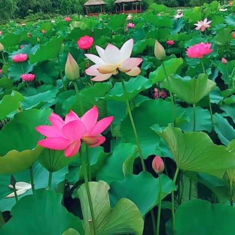 大型景观莲藕苗荷花苗，深浅水藕苗，盆栽池塘观赏荷花苗