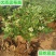 蓝莓树苗盆栽地栽当年结果耐寒耐旱南方北方种植庭院四季果树