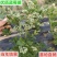 蓝莓树苗盆栽地栽当年结果耐寒耐旱南方北方种植庭院四季果树