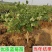 蓝莓树苗盆栽地栽当年结果耐寒耐旱南方北方种植庭院四季果树