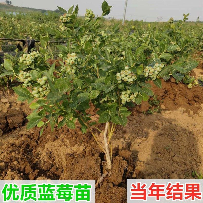 蓝莓树苗盆栽地栽当年结果耐寒耐旱南方北方种植庭院四季果树