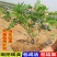 蓝莓树苗盆栽地栽当年结果耐寒耐旱南方北方种植庭院四季果树