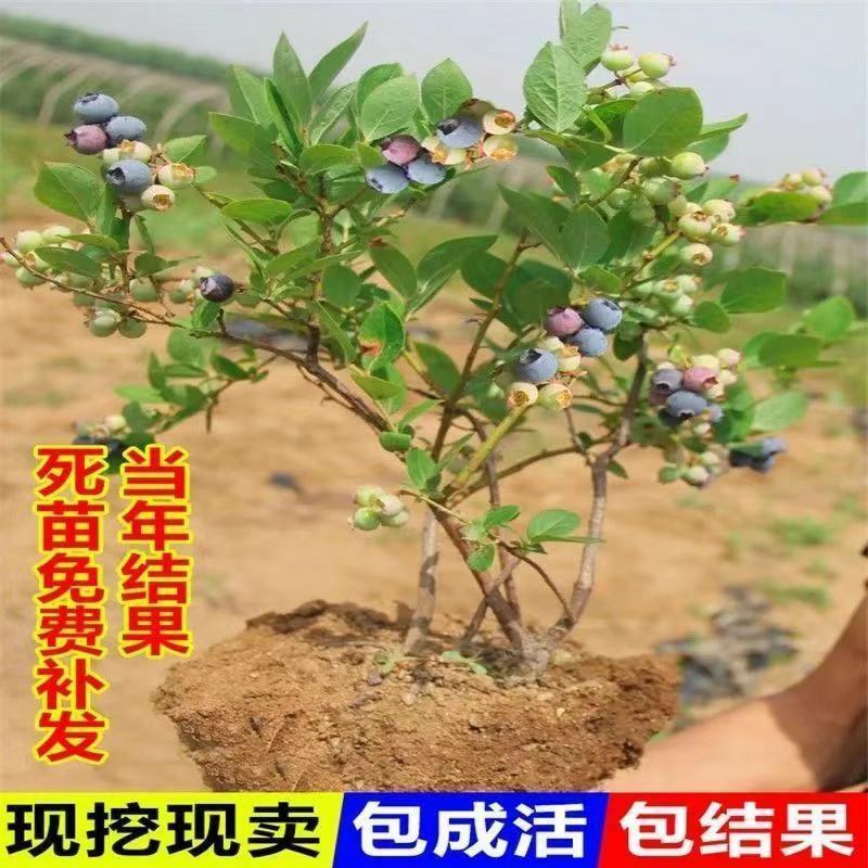 蓝莓树苗盆栽地栽当年结果耐寒耐旱南方北方种植庭院四季果树