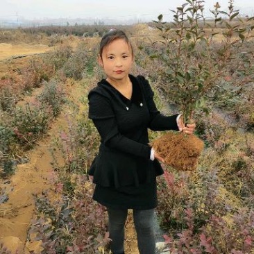 蓝莓树苗盆栽地栽当年结果耐寒耐旱南方北方种植庭院四季果树