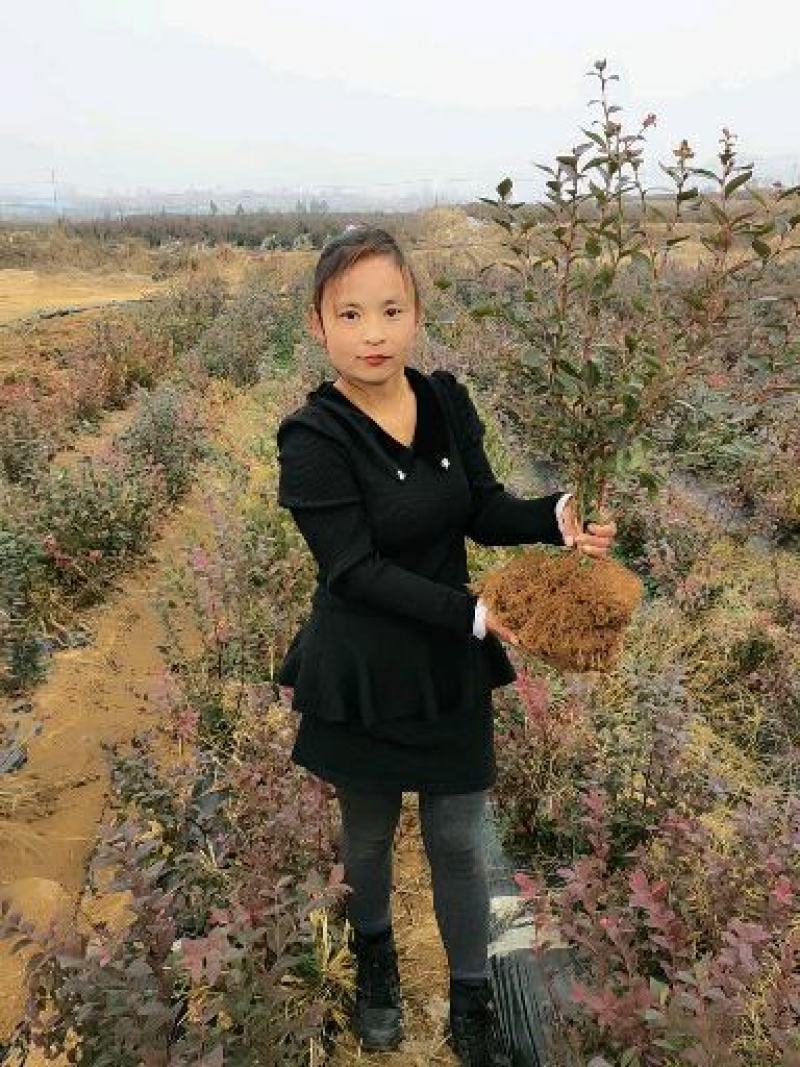 蓝莓树苗盆栽地栽当年结果耐寒耐旱南方北方种植庭院四季果树
