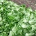新鲜花叶绿生菜叶菜类应当季精品生菜年前最后一波需要请联系！