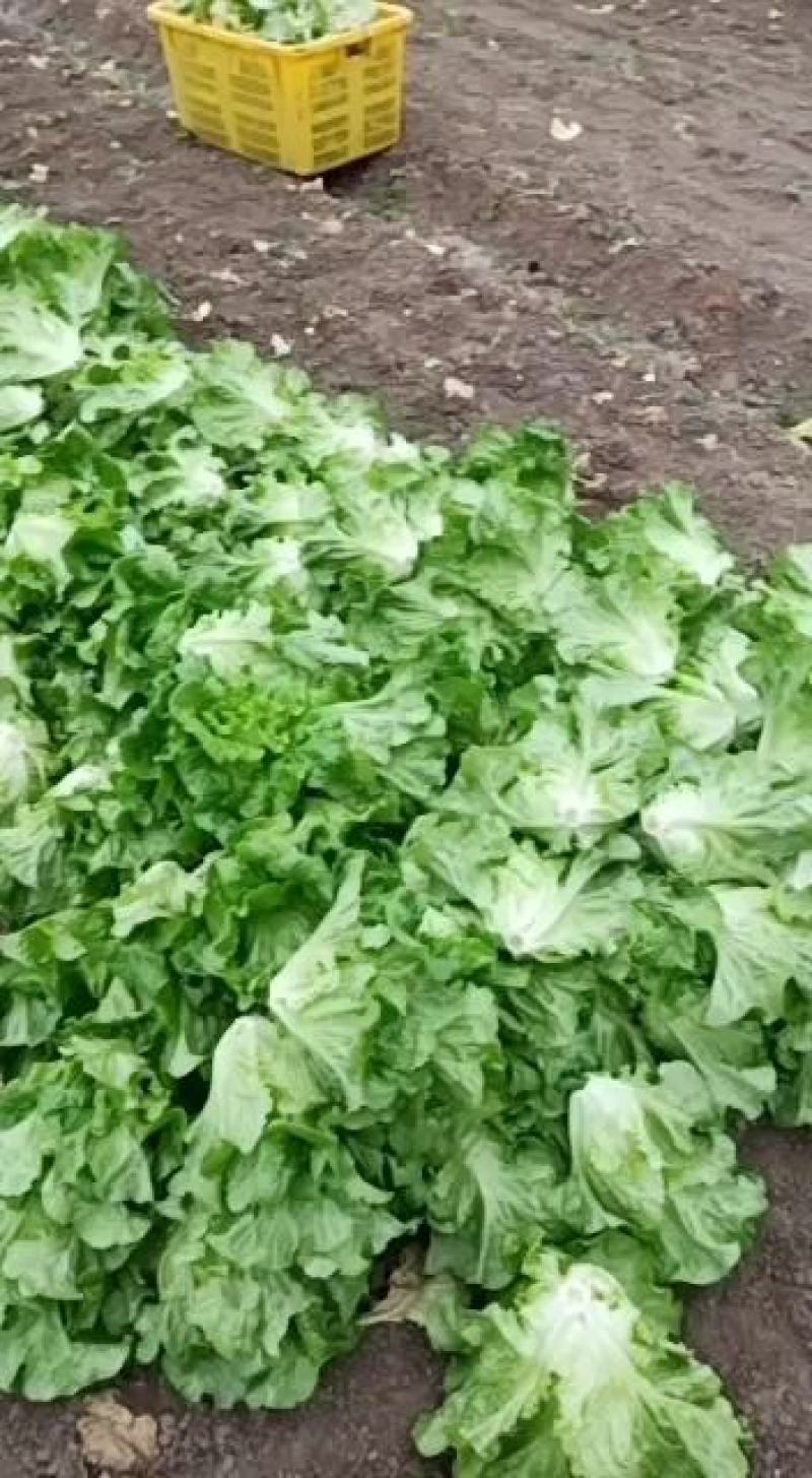 新鲜花叶绿生菜叶菜类应当季精品生菜年前最后一波需要请联系！