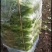 新鲜花叶绿生菜叶菜类应当季精品生菜年前最后一波需要请联系！