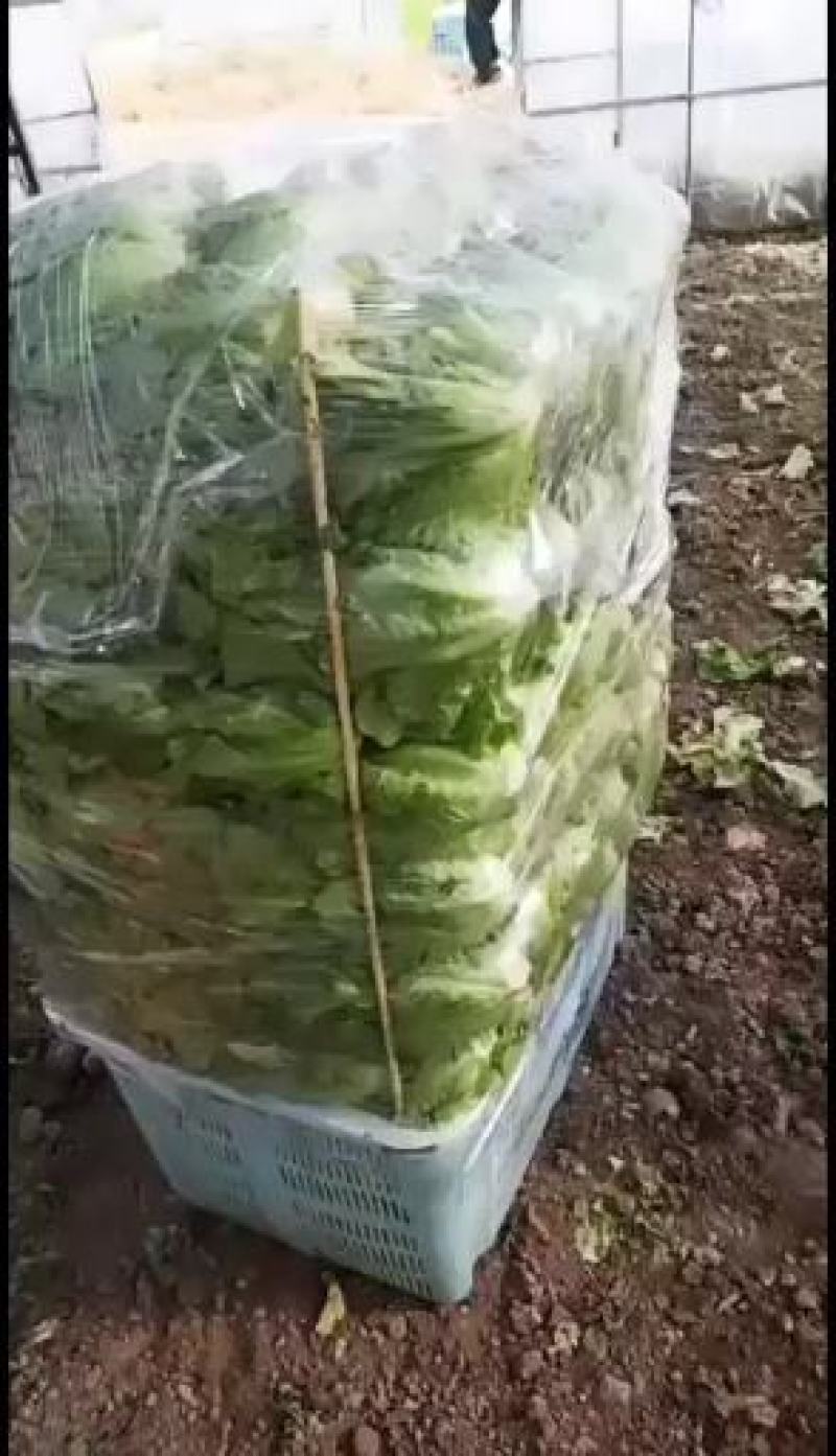 新鲜花叶绿生菜叶菜类应当季精品生菜年前最后一波需要请联系！