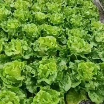新鲜花叶绿生菜叶菜类应当季精品生菜年前最后一波需要请联系！