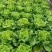 新鲜花叶绿生菜叶菜类应当季精品生菜年前最后一波需要请联系！