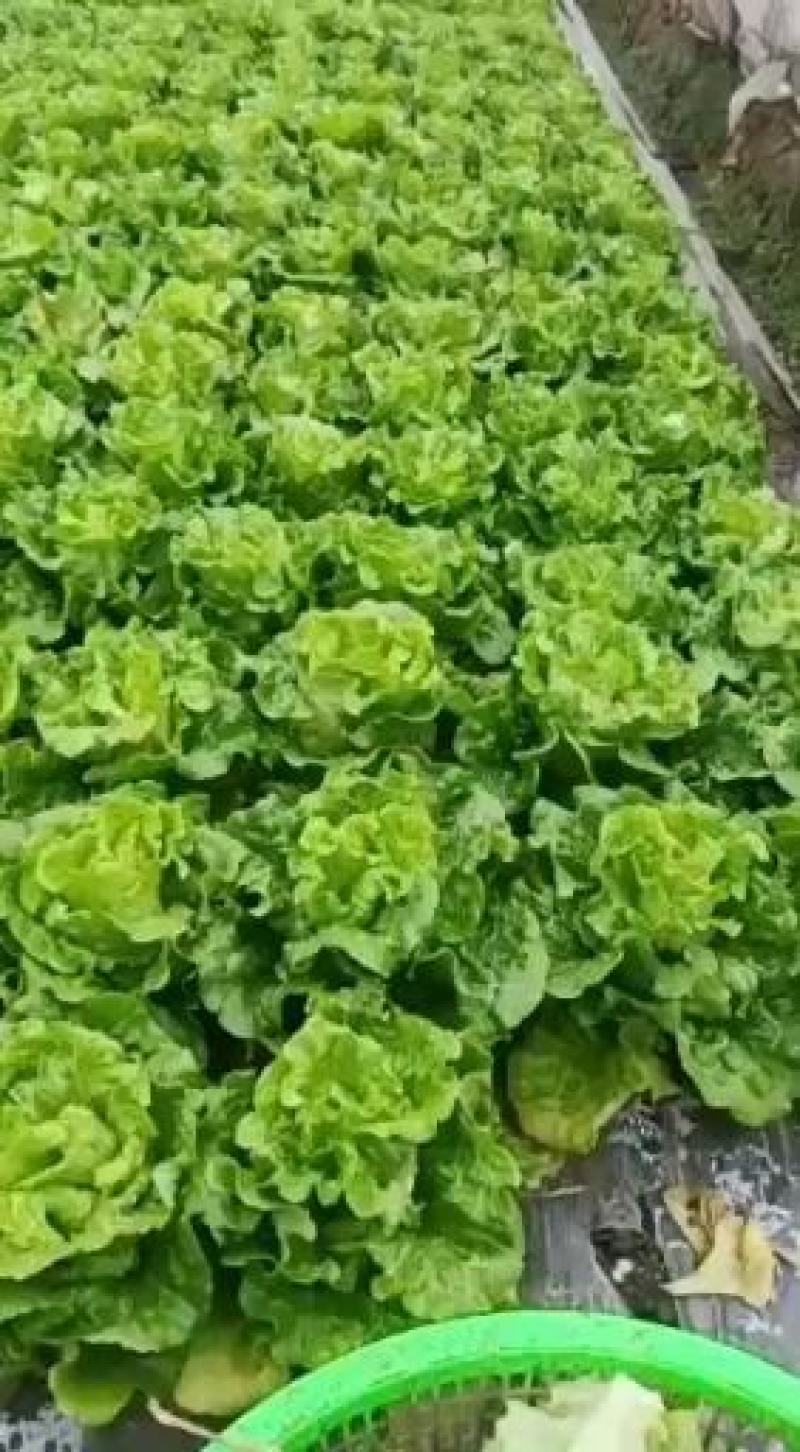 新鲜花叶绿生菜叶菜类应当季精品生菜年前最后一波需要请联系！