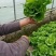 新鲜花叶绿生菜叶菜类应当季精品生菜年前最后一波需要请联系！