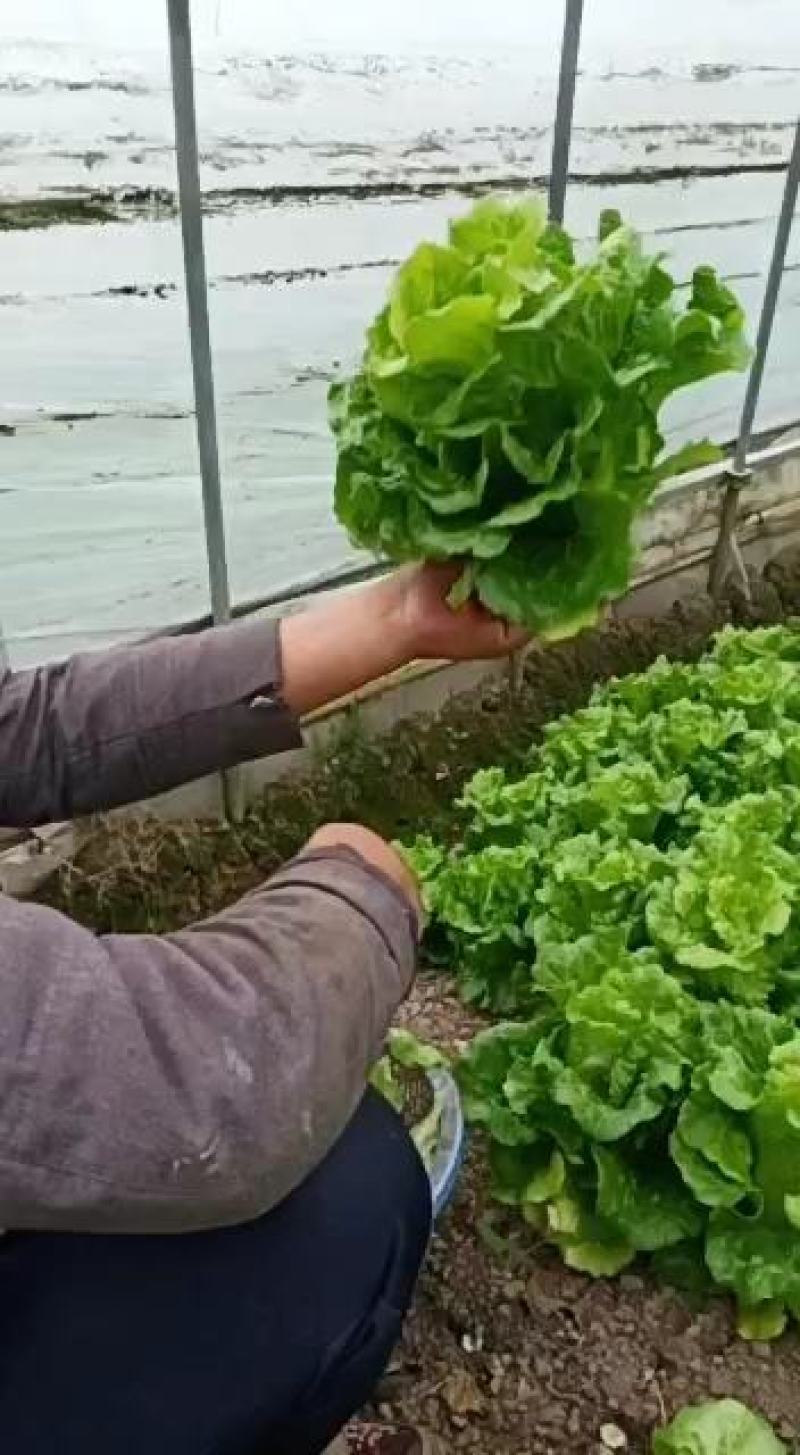 新鲜花叶绿生菜叶菜类应当季精品生菜年前最后一波需要请联系！