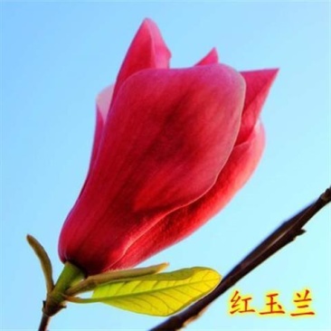 紫玉兰树苗，红玉兰树苗，玉兰树苗黄玉兰玉兰花树苗庭院花卉