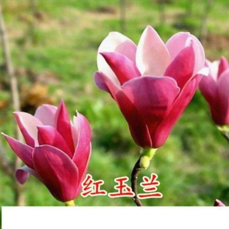紫玉兰树苗，红玉兰树苗，玉兰树苗黄玉兰玉兰花树苗庭院花卉