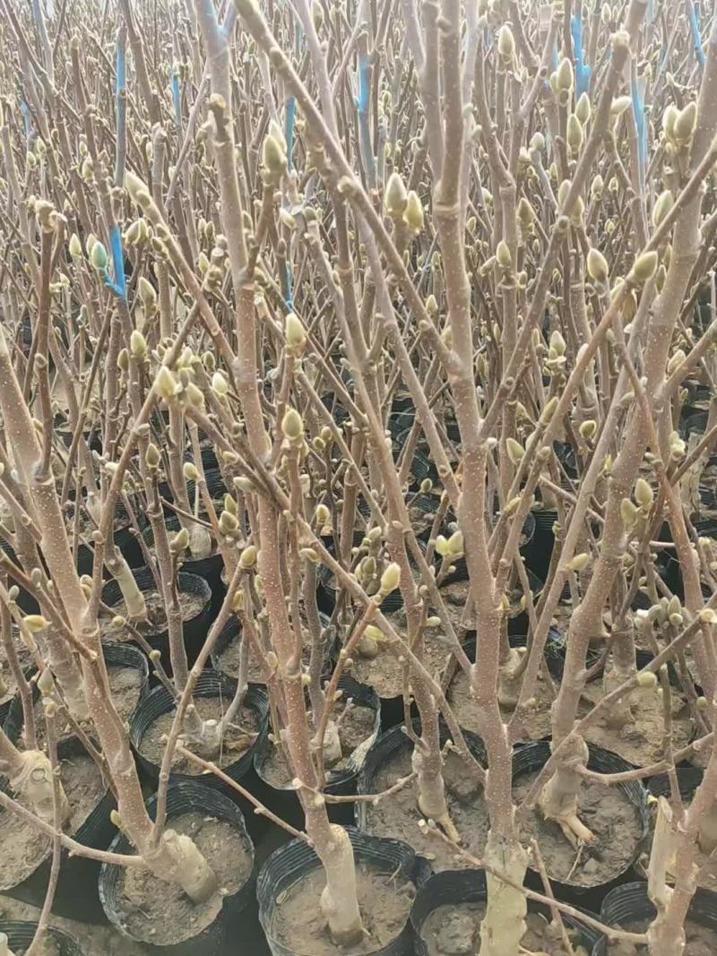 紫玉兰树苗，红玉兰树苗，玉兰树苗黄玉兰玉兰花树苗庭院花卉