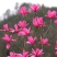 紫玉兰树苗，红玉兰树苗，玉兰树苗黄玉兰玉兰花树苗庭院花卉