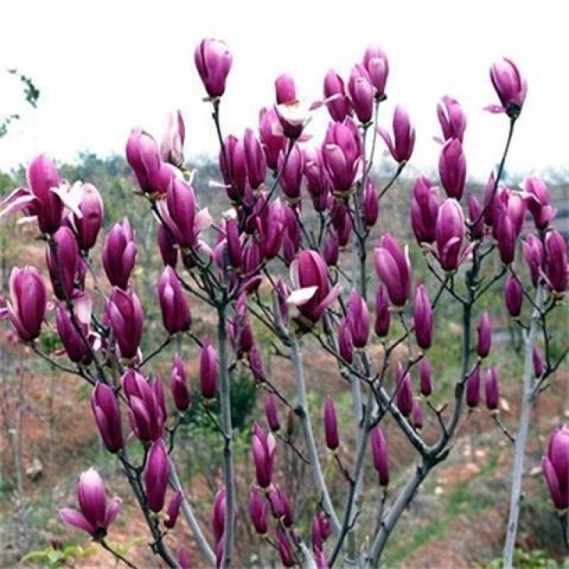 紫玉兰树苗，红玉兰树苗，玉兰树苗黄玉兰玉兰花树苗庭院花卉