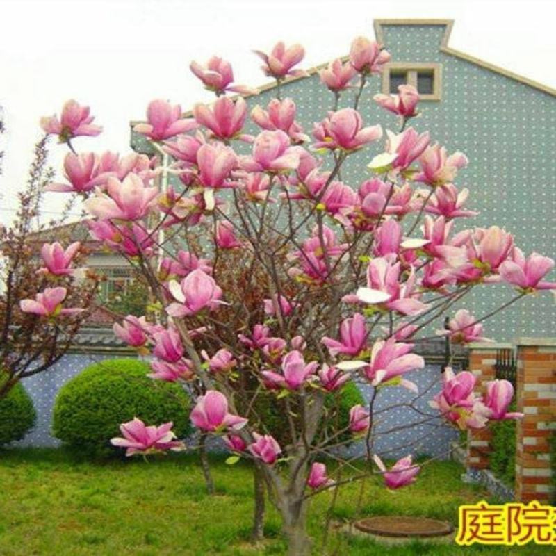 紫玉兰树苗，红玉兰树苗，玉兰树苗黄玉兰玉兰花树苗庭院花卉