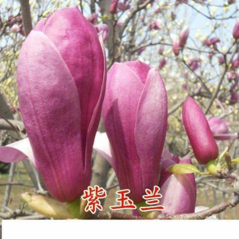 紫玉兰树苗，红玉兰树苗，玉兰树苗黄玉兰玉兰花树苗庭院花卉
