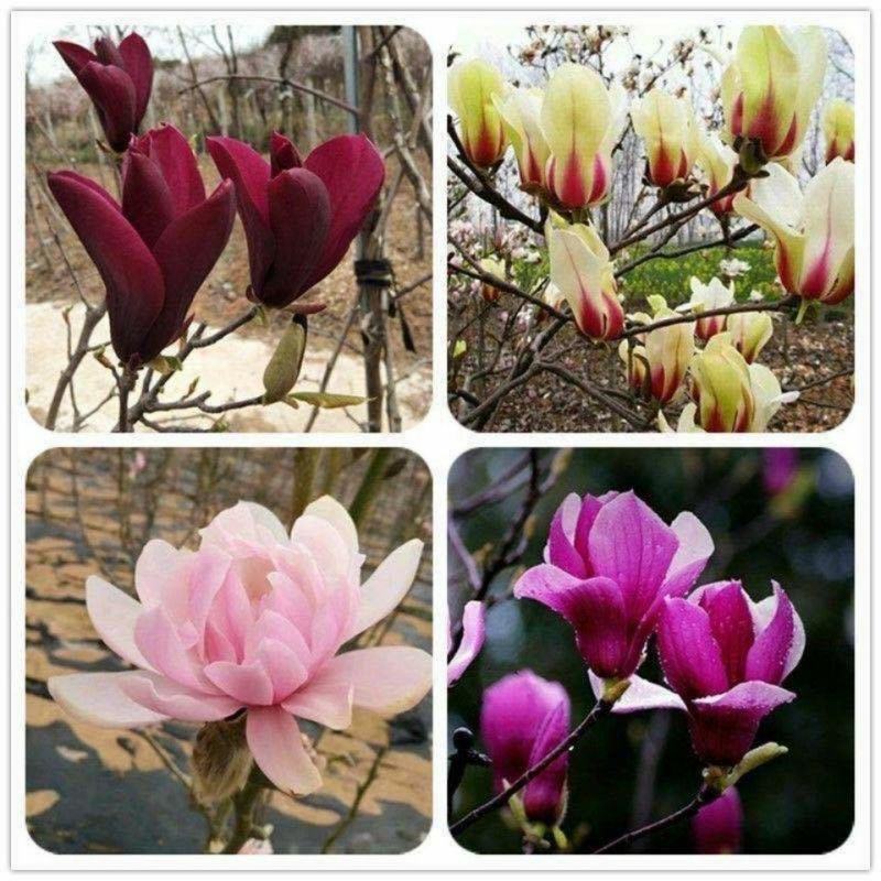 紫玉兰树苗，红玉兰树苗，玉兰树苗黄玉兰玉兰花树苗庭院花卉