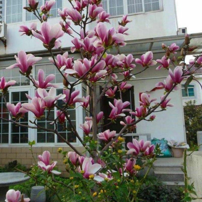 紫玉兰树苗，红玉兰树苗，玉兰树苗黄玉兰玉兰花树苗庭院花卉