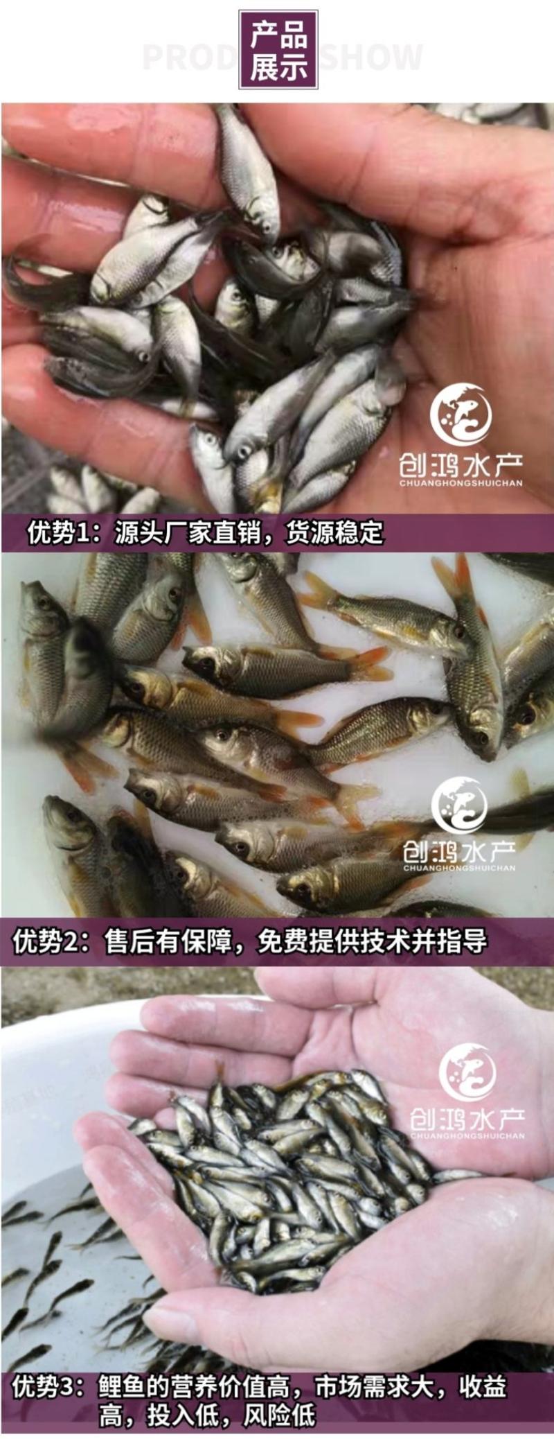【2023新苗】鲤鱼苗红鲤鱼苗放生鱼供应大量批发