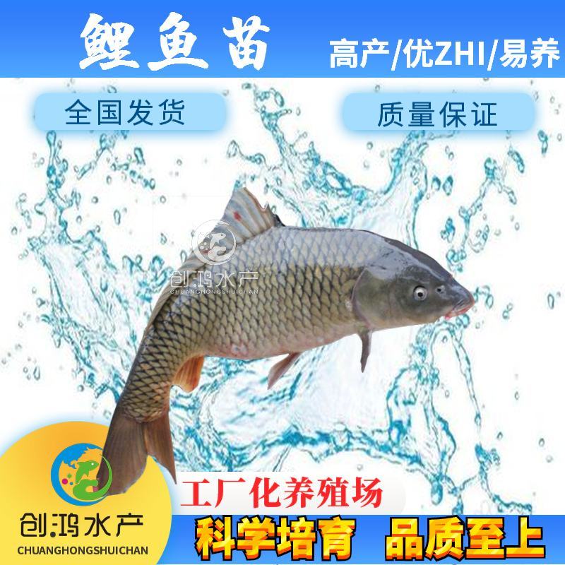 【2023新苗】优质鲤鱼苗鲤鱼水花放生鱼淡水鱼苗