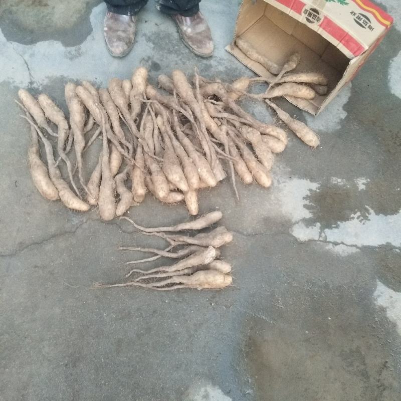 山东济宁白玉山药种大量现货，，质量不错品种纯，白玉豆苗