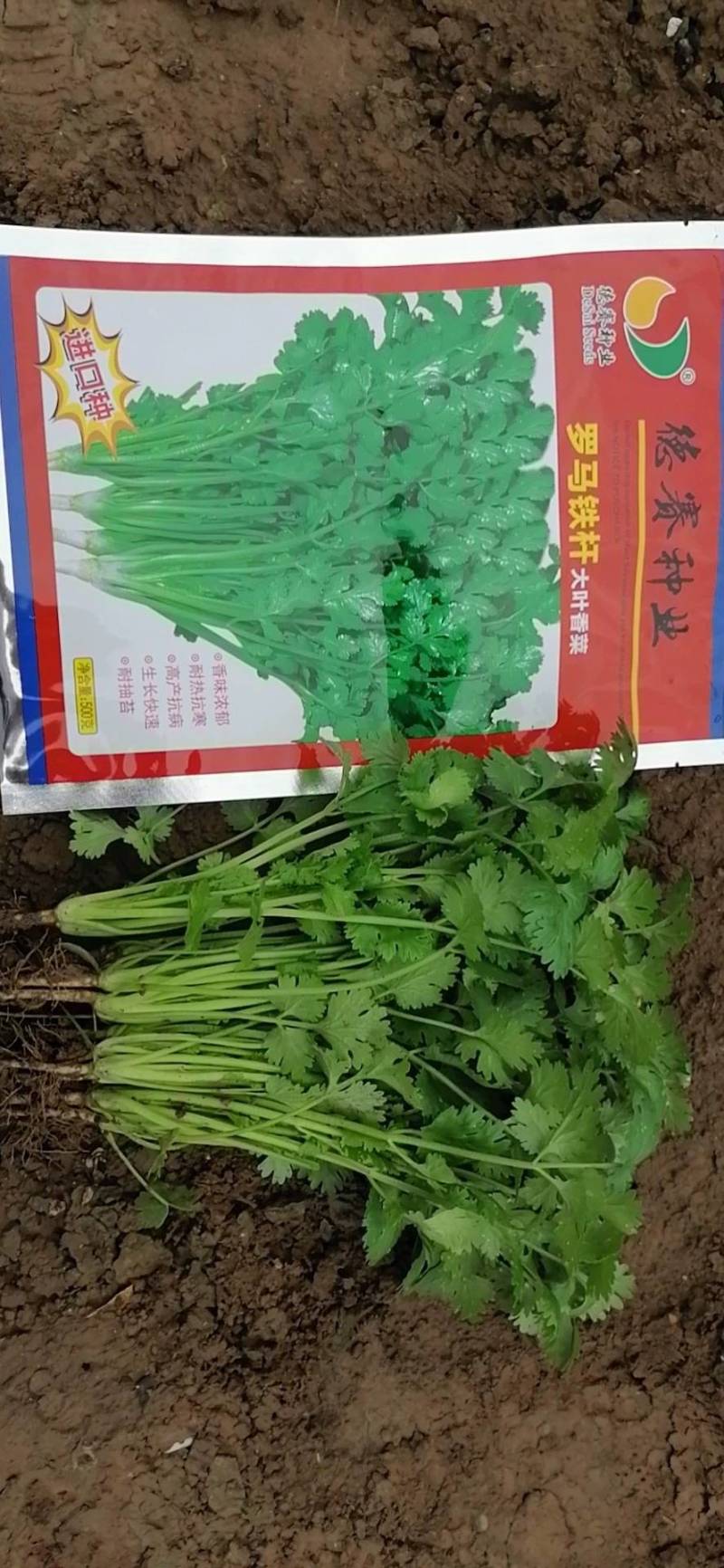 罗马铁杆大叶香菜种子耐热35度夏天耐寒耐抽苔夏播抗高温