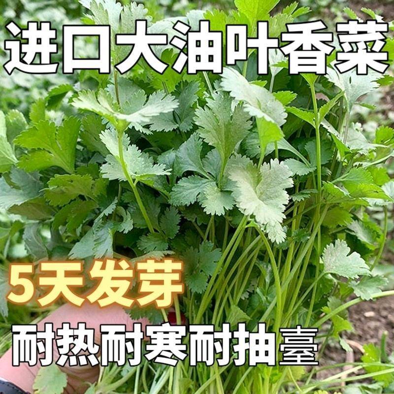 罗马铁杆大叶香菜种子耐热35度夏天耐寒耐抽苔夏播抗高温