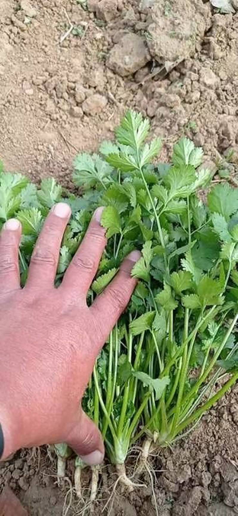 罗马铁杆大叶香菜种子耐热35度夏天耐寒耐抽苔夏播抗高温