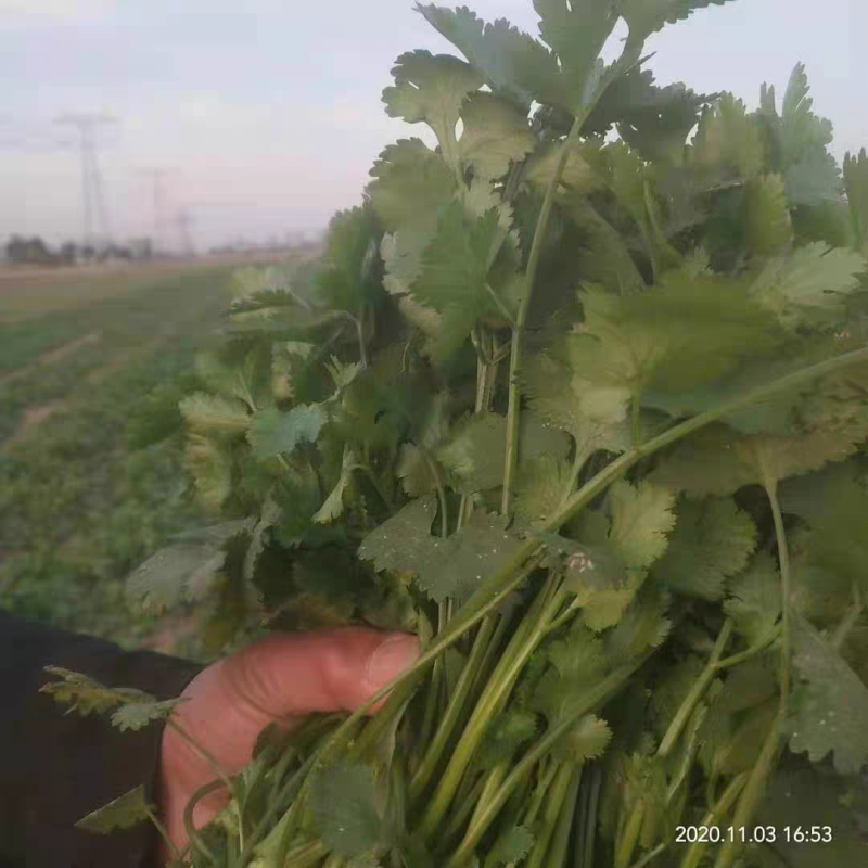 罗马铁杆大叶香菜种子耐热35度夏天耐寒耐抽苔夏播抗高温
