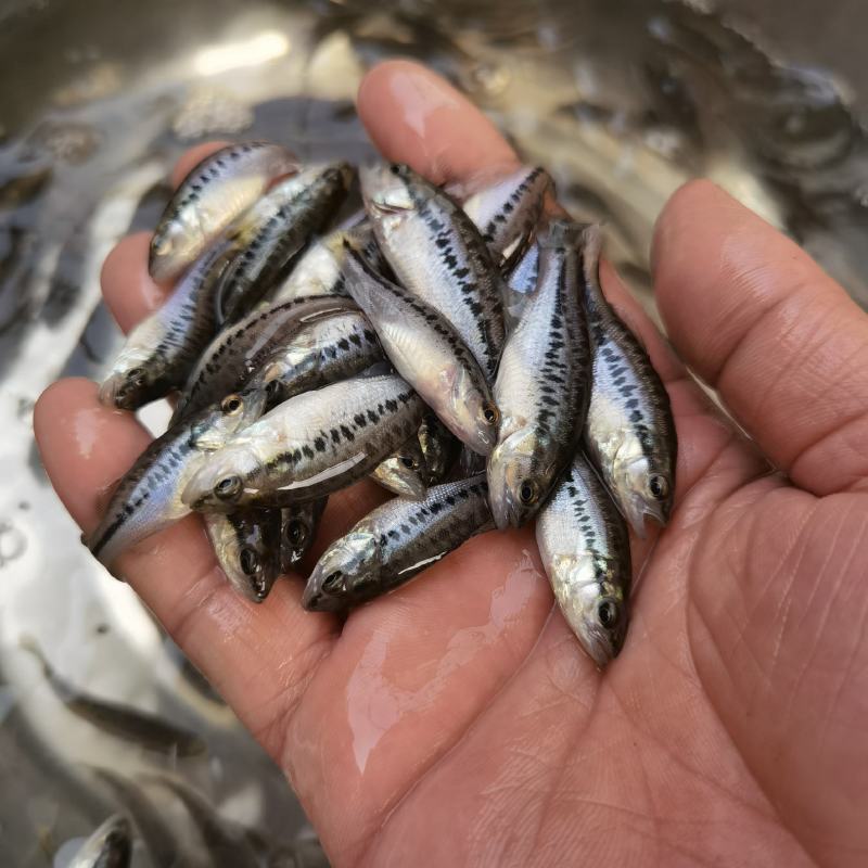 鲈鱼加州鲈鱼苗5-6公分大的加州鲈鱼苗卢鱼苗路亚鱼苗养