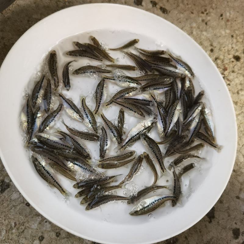 鲈鱼加州鲈鱼苗5-6公分大的加州鲈鱼苗卢鱼苗路亚鱼苗养