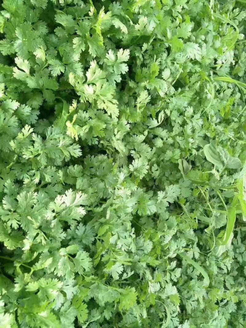 进口香菜种子罗马铁杆大油叶香菜种子夏季耐热耐寒发芽快