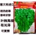 进口香菜种子罗马铁杆大油叶香菜种子夏季耐热耐寒发芽快