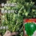 进口香菜种子罗马铁杆大油叶香菜种子夏季耐热耐寒发芽快
