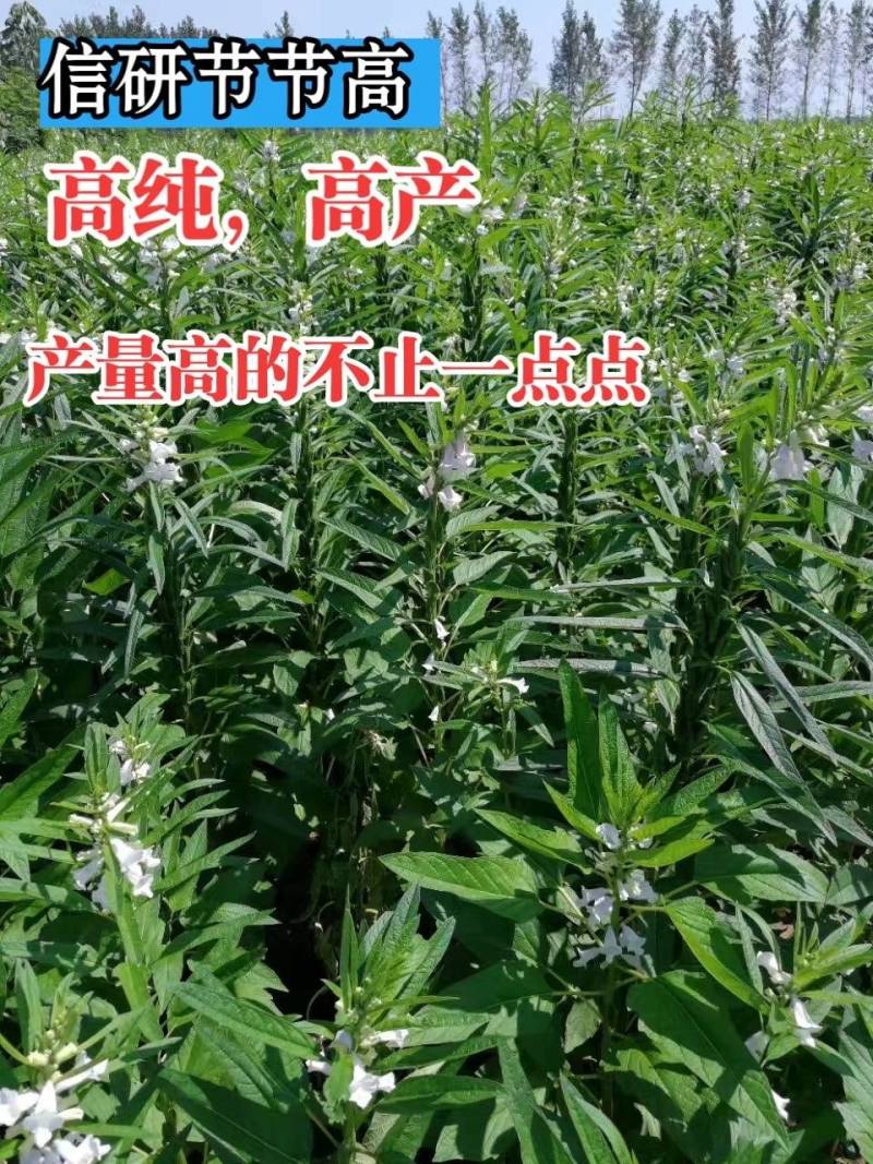 信研节节高芝麻种子高品质高产高油白芝麻种子霸王鞭芝麻
