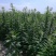 信研节节高芝麻种子高品质高产高油白芝麻种子霸王鞭芝麻