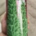 信研节节高芝麻种子高品质高产高油白芝麻种子霸王鞭芝麻