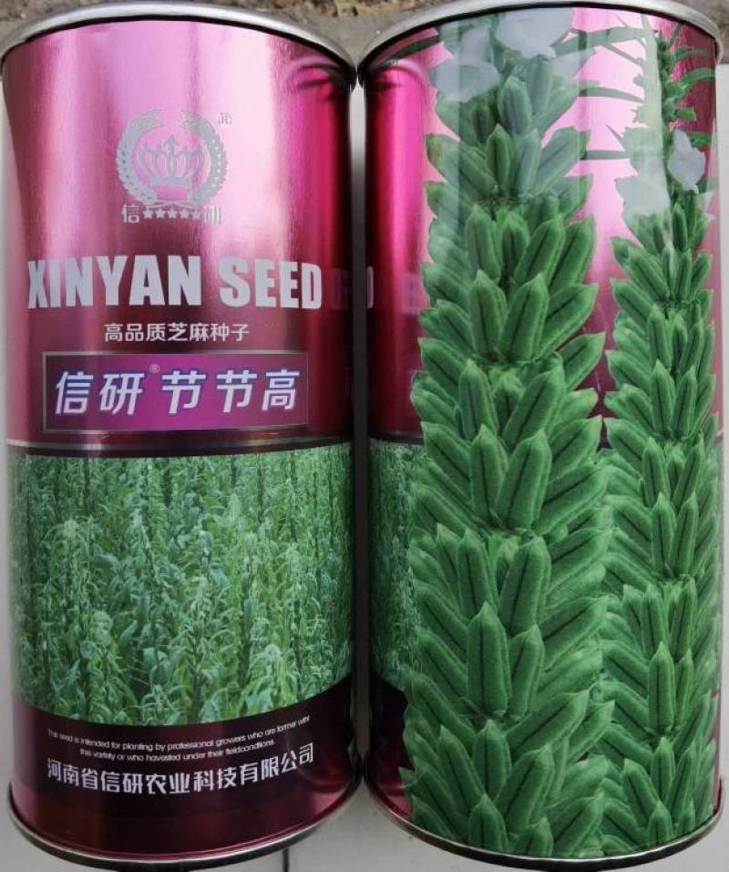 信研节节高芝麻种子高纯高产芝麻种子耐旱耐贫瘠抗倒伏