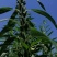 信研节节高芝麻种子高纯高产芝麻种子耐旱耐贫瘠抗倒伏