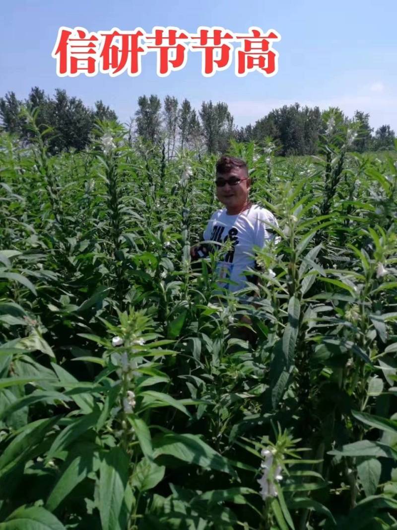 信研节节高芝麻种子高纯高产芝麻种子耐旱耐贫瘠抗倒伏